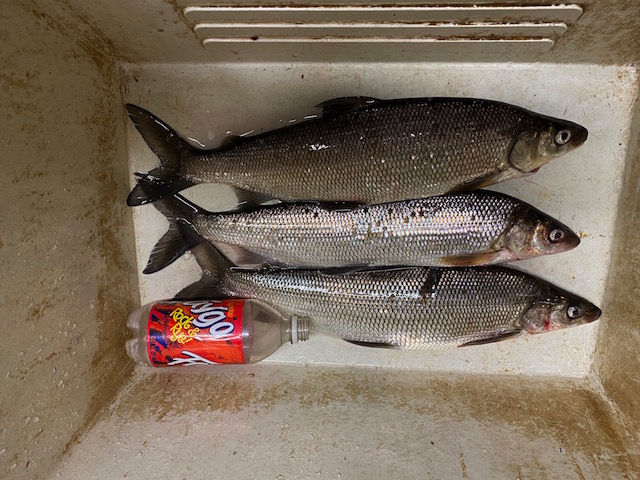 Fish in sink